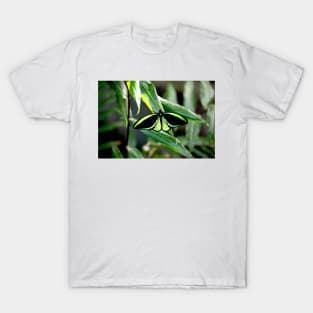 Cairns Birdwing T-Shirt